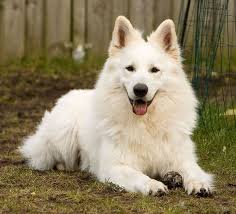 fotoalbum 62 wolf dog white german shepherd beautiful dogs