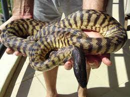 Black Headed Python Loki And Sigyn Animals Tortoises
