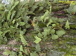 Image result for Pleopeltis