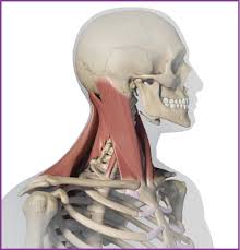 There are six major functional groups of muscles in the neck: Cervical Dystonia Dosing And Administration Botox Onabotulinumtoxina For Medical Professionals