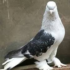 Blt Blt Adli Kullanicinin Guvercin Pidgeon Panosundaki Pin Evcil Hayvanlar Guzel Kuslar Hayvanlar