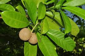 Image result for Voacanga africana