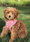 Cavapoo Puppies For Sale | Cavapoo Dog Breed Info ...
