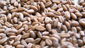 This exterior shell of the grain is made up of many nutrient rich layers. From Wheat To Flour A Kitchen Staple