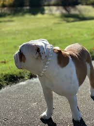 Available puppies | french bulldog puppies. English Bulldog Puppies For Sale In Vancouver Bc Peepsburgh