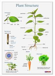 Plant Structure Plant Structure Plant Science Plants