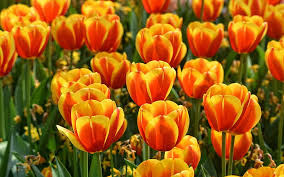 It primarily refers to citrus × sinensis, which is also called sweet orange. Field Water Flowers Bright Positive Spring Garden Tulips Orange Hd Wallpaper Wallpaperbetter