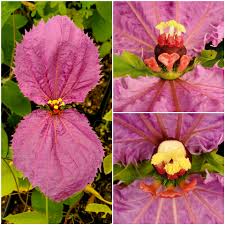 Image result for Dalechampia capensis