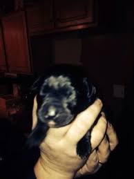 We'll safely and securely deliver your new pup while following all recommendations by the cdc. Lab Puppies For Sale In Syracuse New York Classified Americanlisted Com