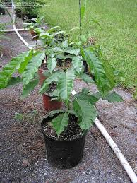 Image result for Markhamia lutea
