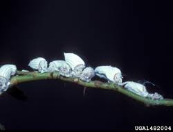 Galls can occur on the crown of the rose plant as well as on the roots and stems. Signs Of Common Rose Pests Bioadvanced
