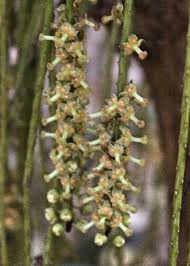 Image result for Achariaceae