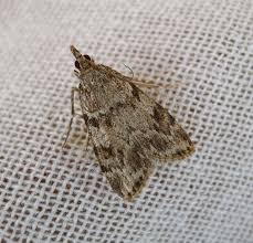 Image result for Oedina congdoniana