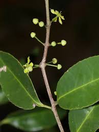 Image result for Salacia orientalis