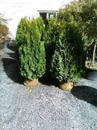 Space them that far apart so they have room to grow and closer if you want them to grow into a hedge. How To Plant Emerald Green Arborvitae Privacy Trees Distance Etc Pretty Purple Door