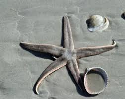 Download mp3 elyana tapak sulaiman gratis, ada 20 daftar lagu elyana tapak sulaiman yang bisa anda download. That Which We Call A Starfish Coastal Review