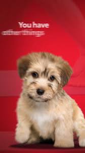 Hearing from happy customers like you makes our day! Thanks for sharing the  love. ❤️ 📍Brimell Toyota 📱416-292-2241 👍Like, ✍️Comment and 💗Share  #BrimellToyota #Scarborough #Toronto #CustomerSatisfaction #CustomerReview