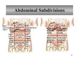 Pain in the lower left abdomen is often no cause for concern, but it is still not something a person should ignore. Bone Structure On Yhe Left Lower Abdomen Anterior Abdominal Wall And Inguinal Region Slide Set Research States That Individuals Rely More The Pelvic Bones Bowels And The Bladder Rely