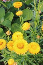 Maybe you would like to learn more about one of these? Best Yellow Annual Flowers For Your Garden Hgtv