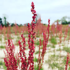 Image result for Rumex lanceolatus