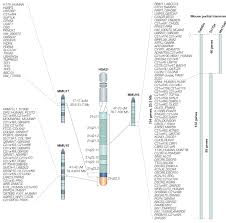 trisomy 21 causes down syndrome learn science at scitable