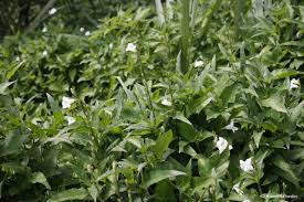 Image result for Asystasia guttata