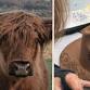 Hat Burning Workshop and Bailup Highland Cows