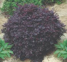 Image result for Scytopetalum pierreanum