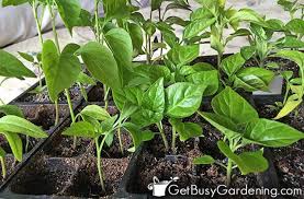 A jalapeno seed will germinate with soil temperatures above 60 degrees but the optimum soil temperature for jalapeno seeds to germinate is around 85 degrees. How To Grow Peppers From Seed Complete Guide Get Busy Gardening