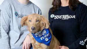 Maybe you would like to learn more about one of these? Meet The Local Star From This Year S Puppy Bowl