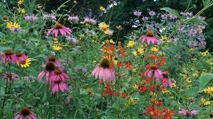 Making missouri native plant selections can be daunting. Missouri Native Plant Pre Orders Available For Sale In Springfield