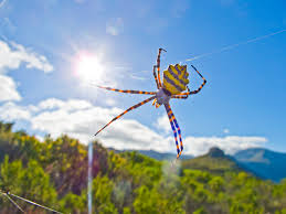 Beyond the wooden shacks lie ditches and. Black And Yellow Garden Spider Argiope Australis Female Silvermine Table Mountain National Park Sa Grid Arendal