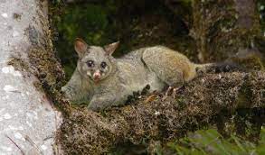 Unikátní fauna austrálie je jedním z hlavních důvodů, proč nejmenší světový kontinent navštíví ročně tisíce cestovatelů. Fauna Noveho Zelandu Visitkiwi Cz