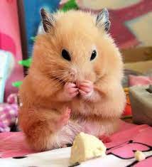 Pin On Hamsters