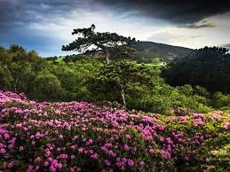 Main street flowers howth, howth. Eugene Langan Photography Eugene Langan Photography