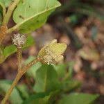 Image result for Nesogordonia