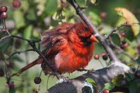 Backyard Birds Of Southern Illinois Puffy Cardinal By Haleygottardo Backyard Birds Beautiful Birds Cardinal