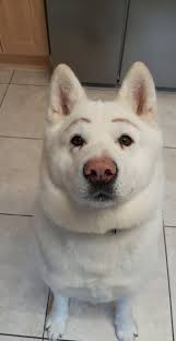 The function of eyebrows in humans is to prevent sweat from running down your forehead and into your eyes. My Dog With Eyebrows Funny