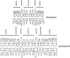 dental genetics group