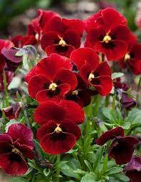 What To Do With Pansies After Flowering Flowersandflowerthings Pansies Flowers Unusual Flowers Amazing Flowers