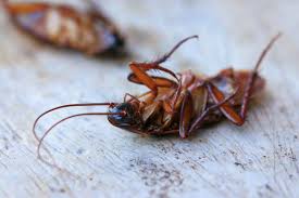 Desinsectisation Cafards Et Blattes A Givors 69