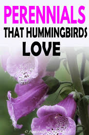 Hollandbulbfarms.com has been visited by 10k+ users in the past month Hummingbird Plants 25 Of The Best Flowers That Attract Hummingbirds Gardening From House To Home Hummingbird Plants Flowers That Attract Hummingbirds How To Attract Hummingbirds