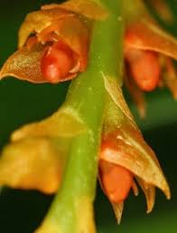 Image result for Bulbophyllum fuscum