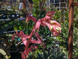 Image result for Beschorneria yuccoides