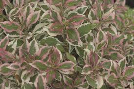 Plants addicts is here to help you complete your never ending garden! My Monet Weigela Florida Proven Winners