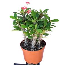 Image result for Euphorbia zambesiana
