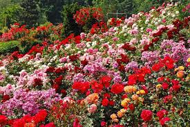 Red roses symbolize love and desire, but roses come in a variety of colors and each has their own meaning. 22 Different Types Of Roses For Your Yard Home Stratosphere