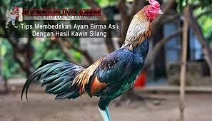 Tips Membedakan Ayam Birma Asli Dengan Hasil Kawin Silang Sabung Ayam Online Beternak Ayam Ayam Asli