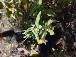 Image result for Pleiotaxis