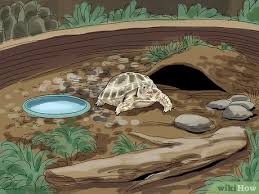 Tortoise adoption is a wonderful way to provide a tortoise a second chance and caring environment. How To Care For A Tortoise With Pictures Wikihow